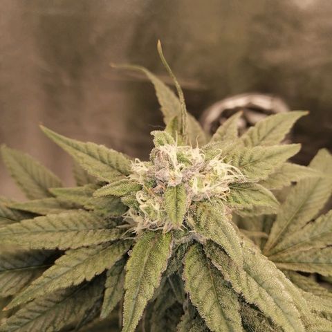 Unknown strain growlog timeline photo