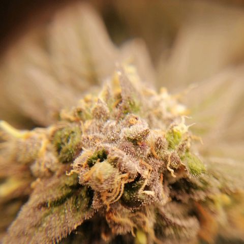 Unknown strain growlog timeline photo