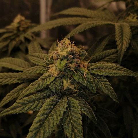 Unknown strain growlog timeline photo