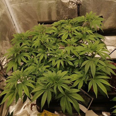 Unknown strain growlog timeline photo