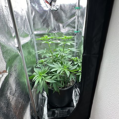 Sweet ZZ growlog timeline photo