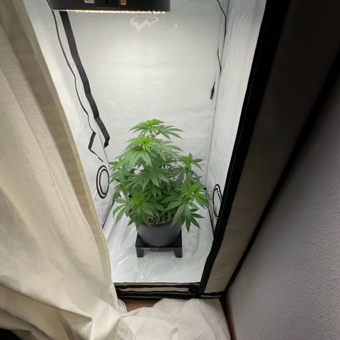 Sweet ZZ growlog timeline photo