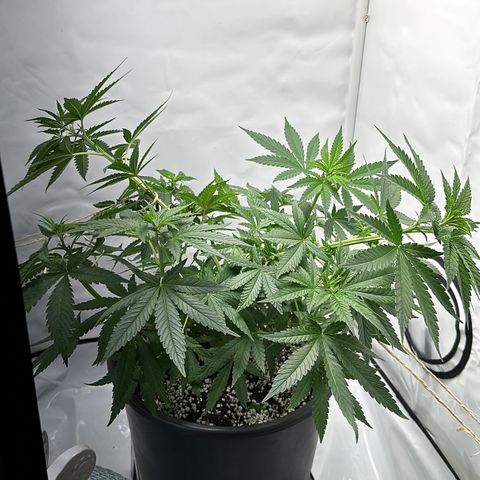 Sweet ZZ growlog timeline photo