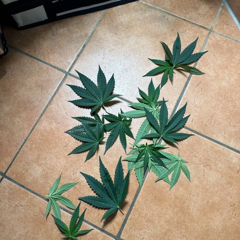 Sweet ZZ growlog photo: Erster beschnitt für mehr Licht 

Netz gespannt 