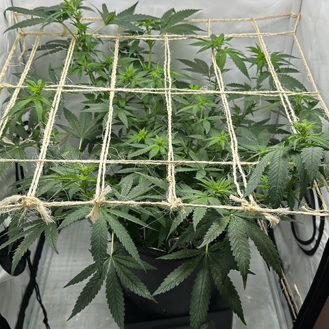 Sweet ZZ growlog photo: Erster beschnitt für mehr Licht 

Netz gespannt 