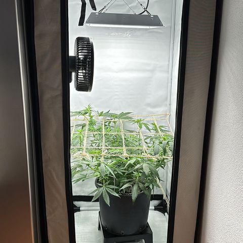 Sweet ZZ growlog photo: Erster beschnitt für mehr Licht 

Netz gespannt 
