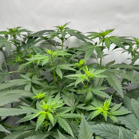 Sweet ZZ growlog photo: Erster beschnitt für mehr Licht 

Netz gespannt 