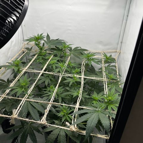 Sweet ZZ growlog timeline photo