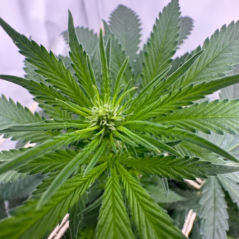 Sweet ZZ growlog timeline photo