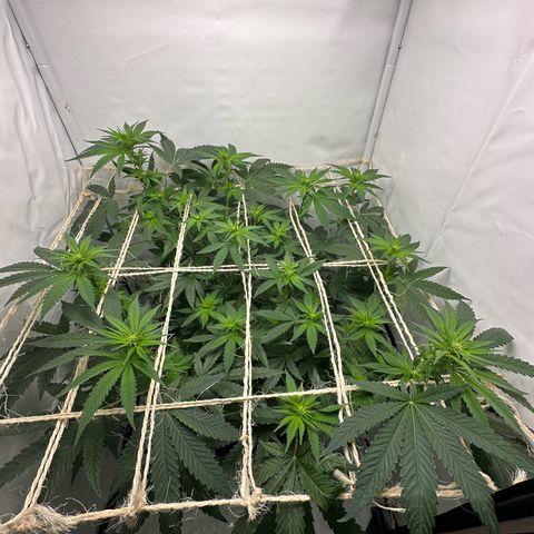 Sweet ZZ growlog timeline photo