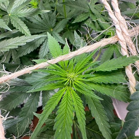 Sweet ZZ growlog timeline photo