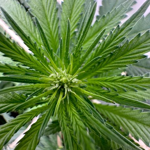 Sweet ZZ growlog timeline photo