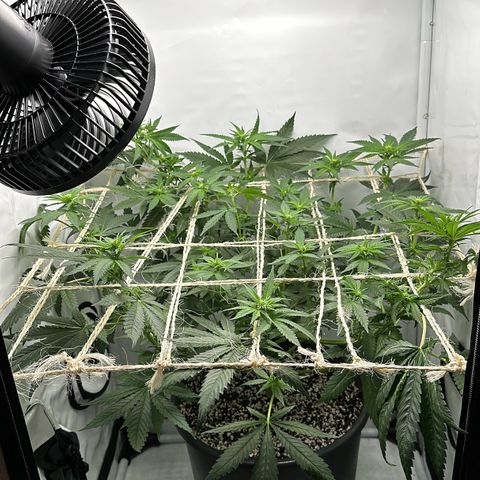 Sweet ZZ growlog timeline photo
