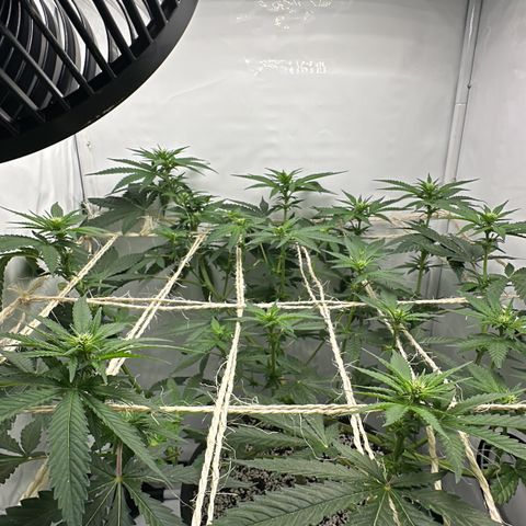 Sweet ZZ growlog timeline photo