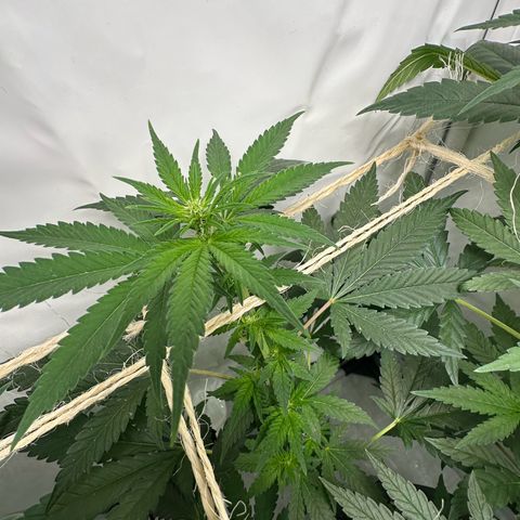 Sweet ZZ growlog timeline photo