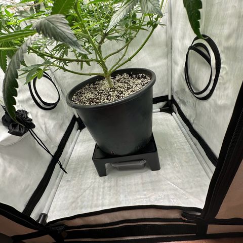 Sweet ZZ growlog timeline photo