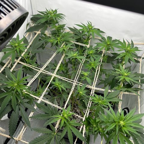 Sweet ZZ growlog timeline photo
