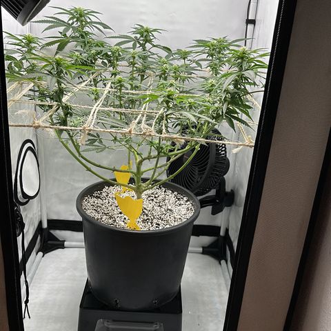 Sweet ZZ growlog timeline photo