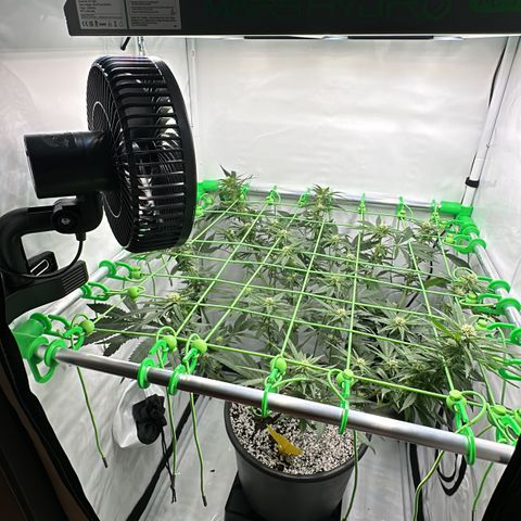 Sweet ZZ growlog timeline photo