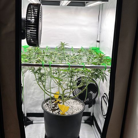 Sweet ZZ growlog timeline photo