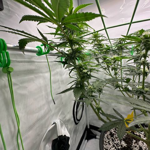 Sweet ZZ growlog timeline photo