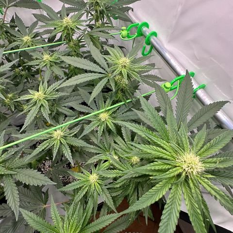 Sweet ZZ growlog timeline photo