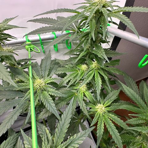Sweet ZZ growlog timeline photo
