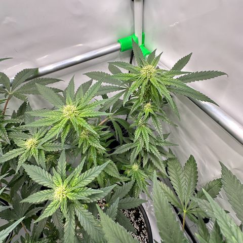 Sweet ZZ growlog timeline photo