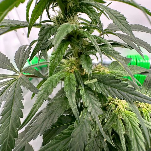 Sweet ZZ growlog timeline photo