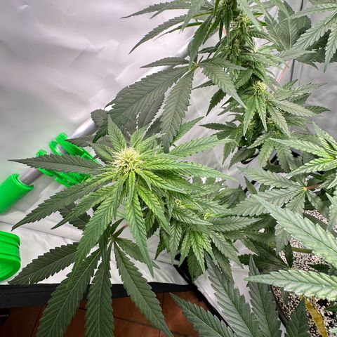 Sweet ZZ growlog timeline photo