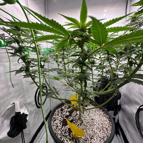 Sweet ZZ growlog timeline photo