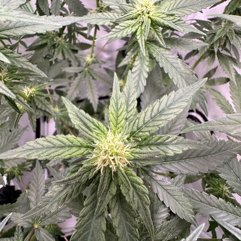 Sweet ZZ growlog timeline photo