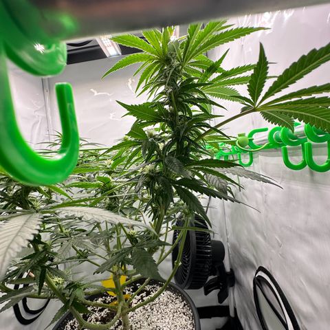 Sweet ZZ growlog timeline photo