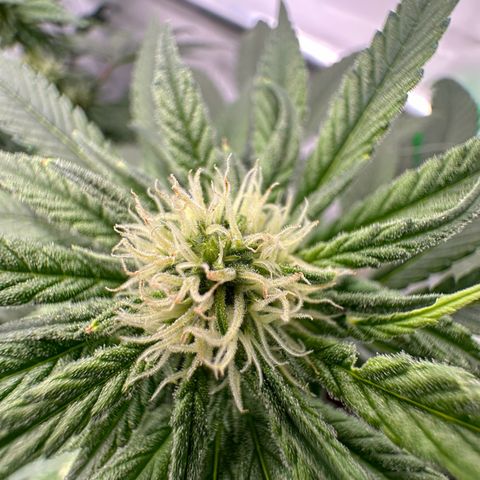 Sweet ZZ growlog timeline photo