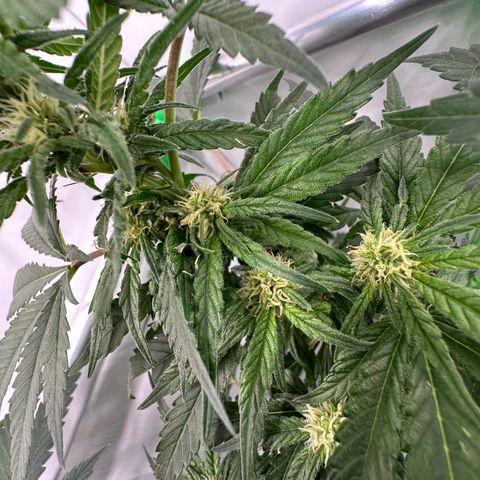 Sweet ZZ growlog timeline photo