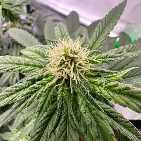 Sweet ZZ growlog timeline photo