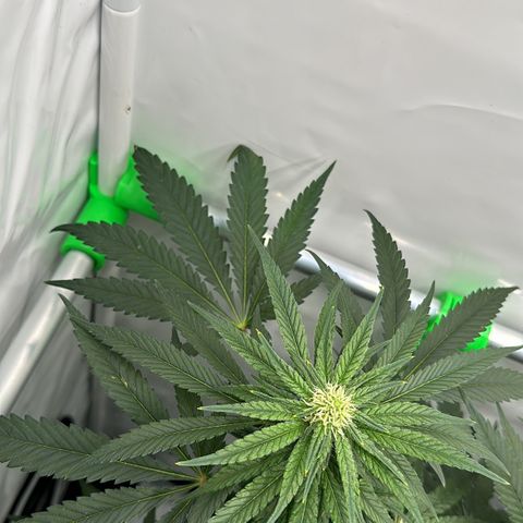 Sweet ZZ growlog timeline photo