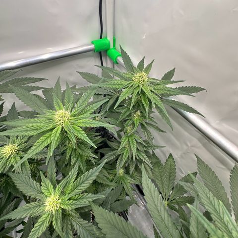 Sweet ZZ growlog timeline photo