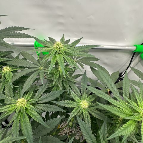 Sweet ZZ growlog timeline photo