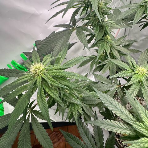 Sweet ZZ growlog timeline photo