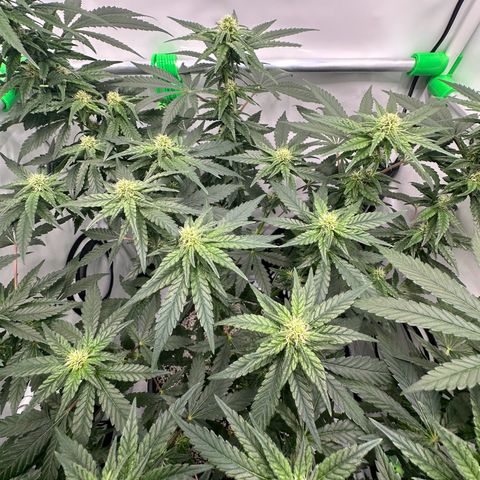 Sweet ZZ growlog timeline photo