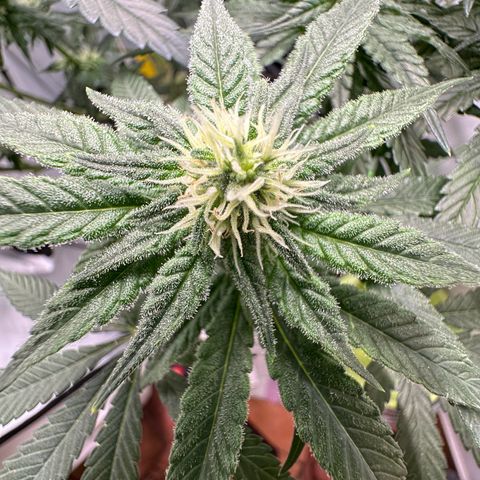 Sweet ZZ growlog timeline photo
