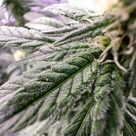 Sweet ZZ growlog timeline photo