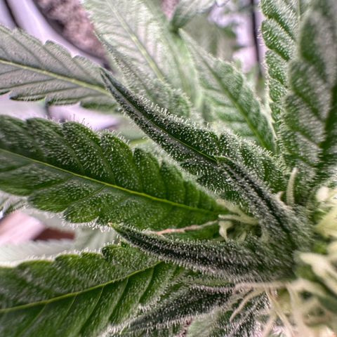 Sweet ZZ growlog timeline photo