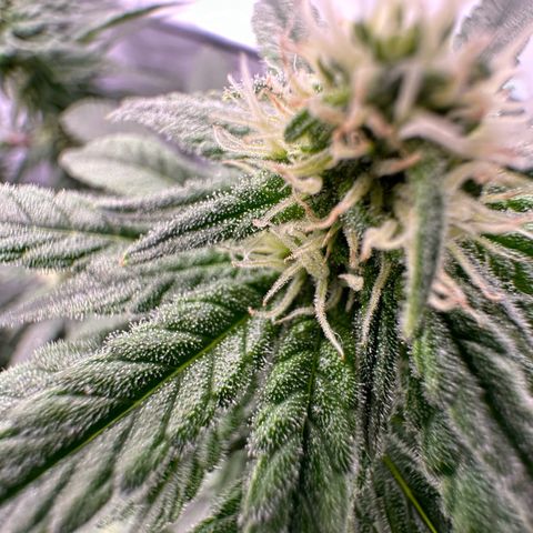 Sweet ZZ growlog timeline photo