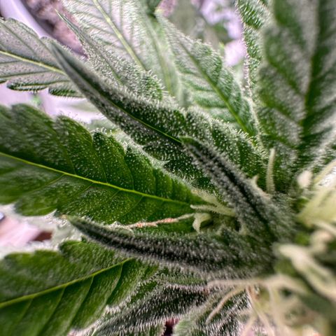 Sweet ZZ growlog timeline photo