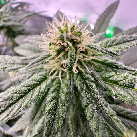 Sweet ZZ growlog timeline photo