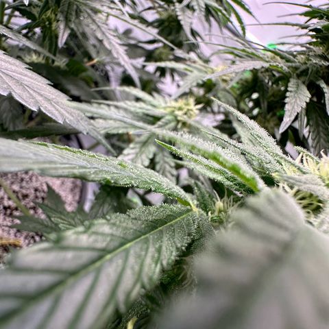 Sweet ZZ growlog timeline photo