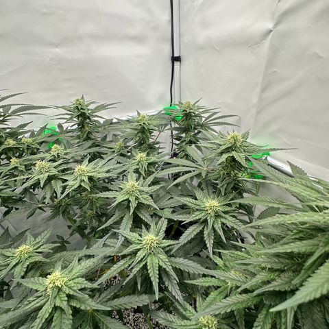 Sweet ZZ growlog timeline photo