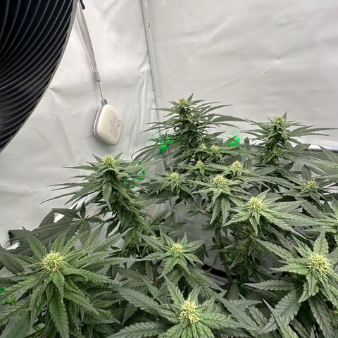 Sweet ZZ growlog timeline photo